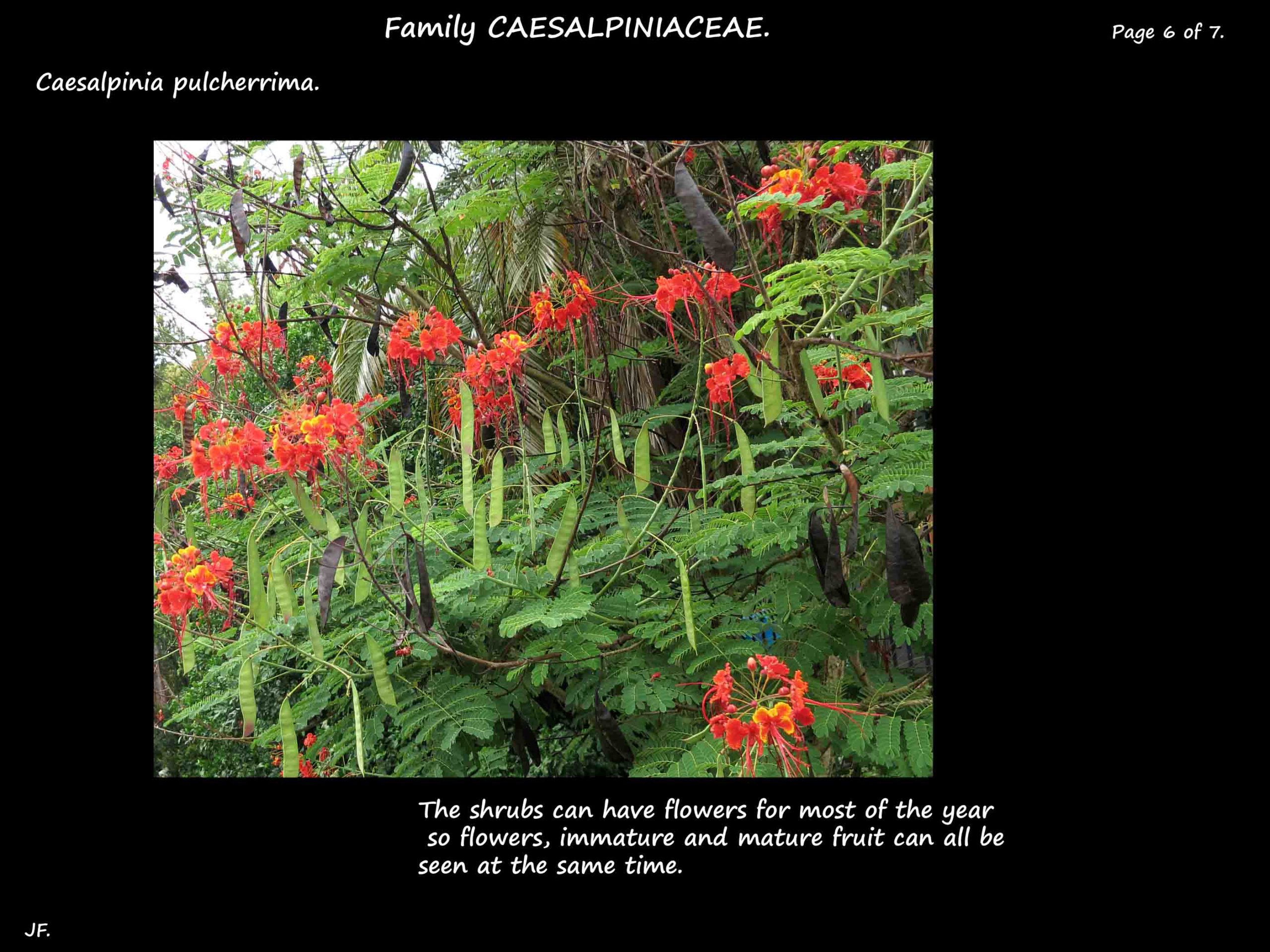 6 Caesalpinia pulcherrima flowers & pods